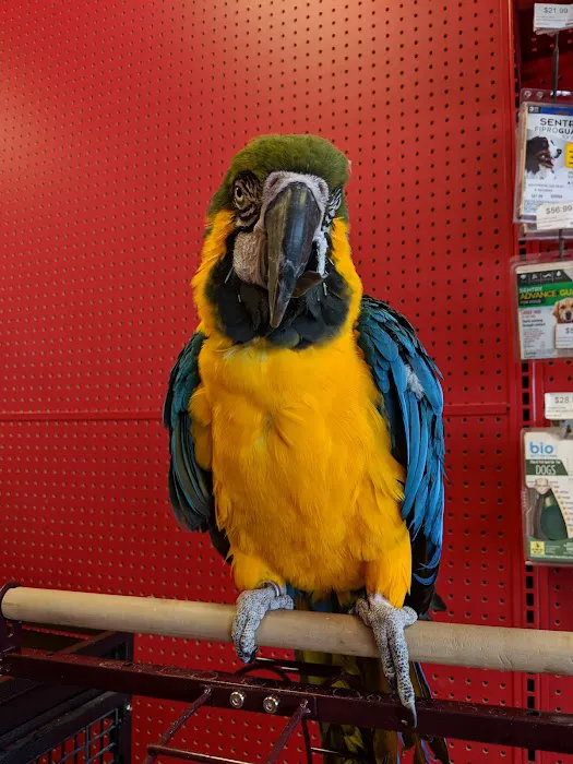 Adam's Pet Shop 8