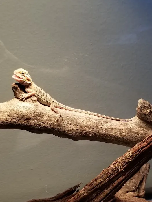 Adam's Pet Shop 4