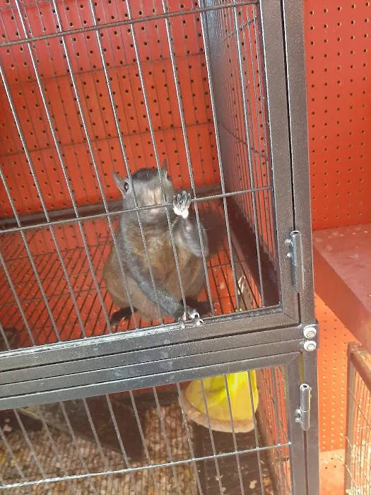 Adam's Pet Shop 5