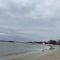 Dog beach parking ico