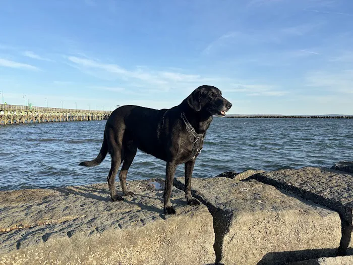 Dog beach parking 6