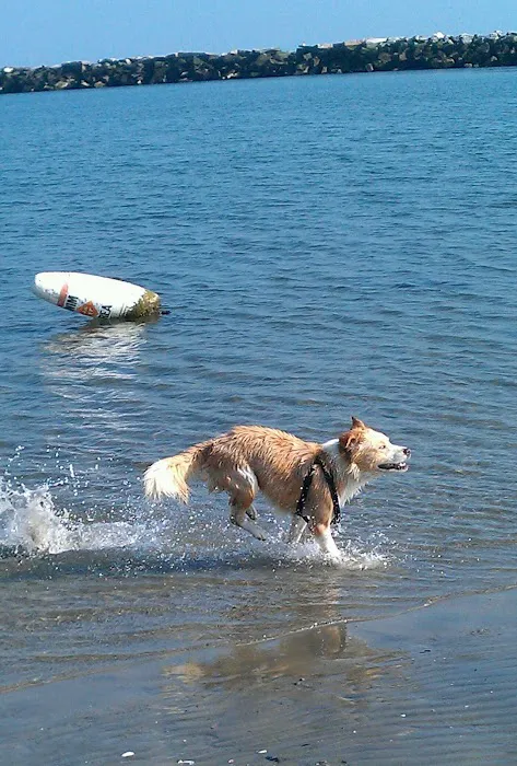 Dog beach parking 8