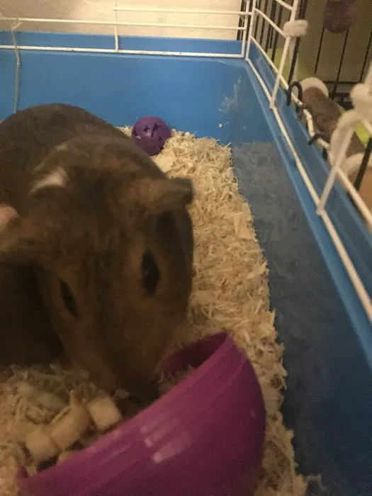 Petco 7