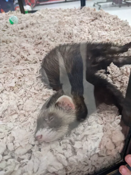 Petco 6