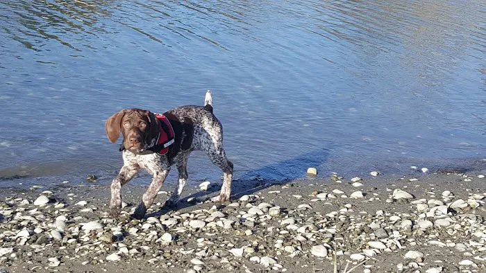 Grass Island Dog Park 7
