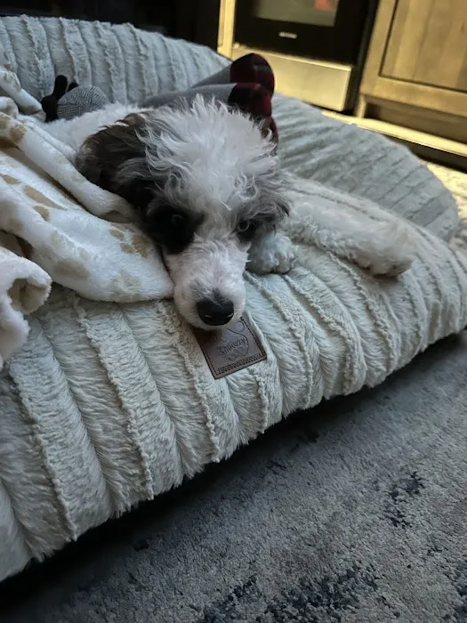 Petland Tulsa 3