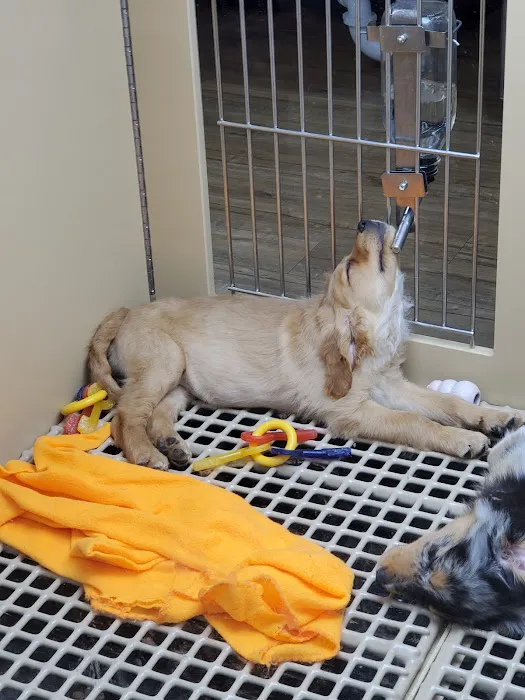 Petland Tulsa 2