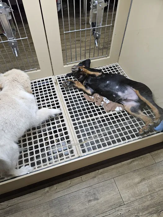 Petland Tulsa 6