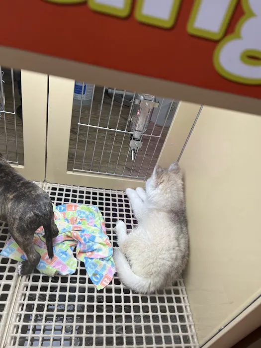 Petland Tulsa 5