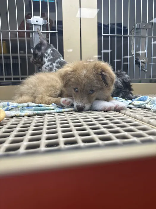 Petland Tulsa 8