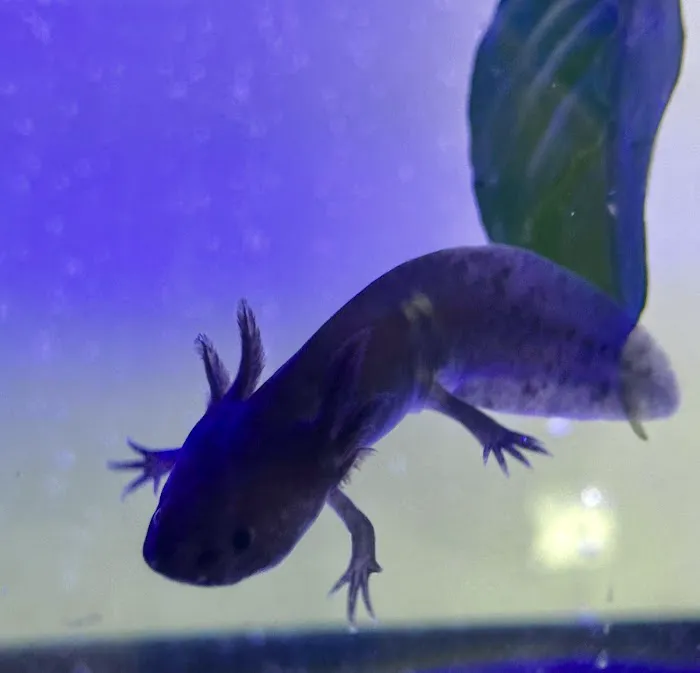 Axolotls Tulsa 6