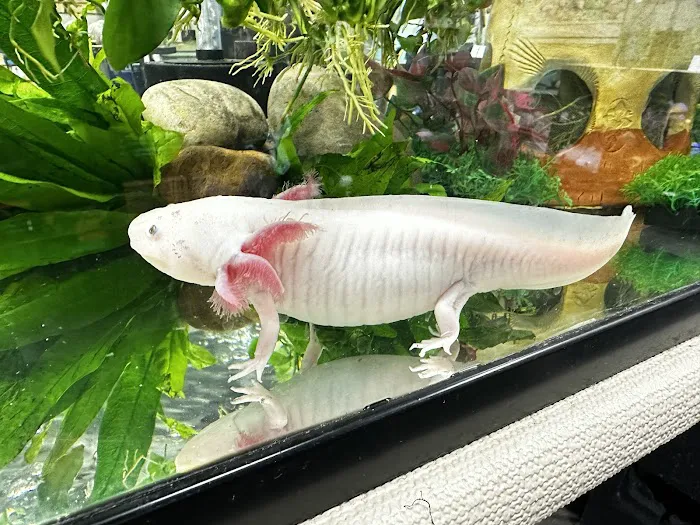 Axolotls Tulsa 5