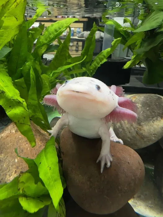 Axolotls Tulsa 3