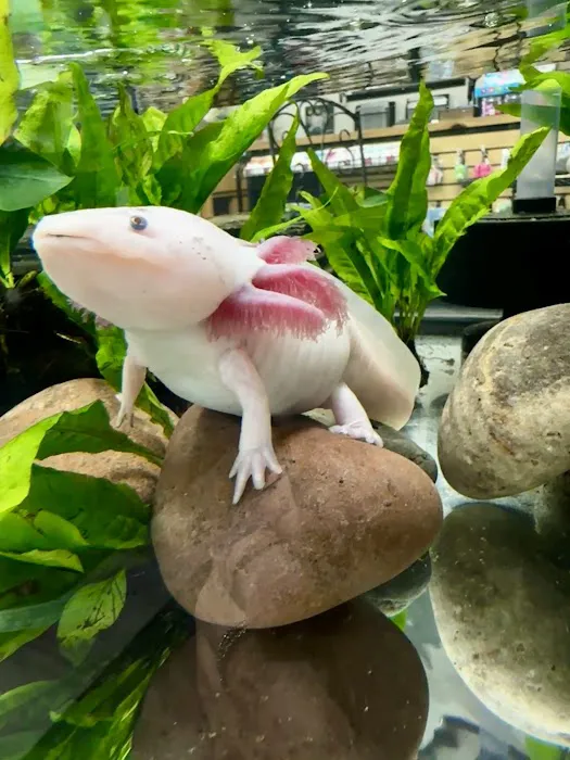 Axolotls Tulsa 7