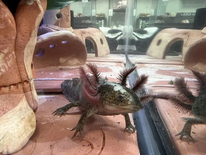 Axolotls Tulsa 8