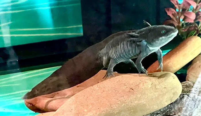 Axolotls Tulsa 2
