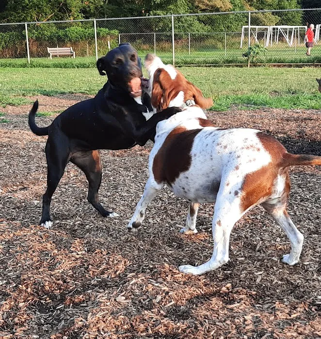 Thompson Park Dog Park 10