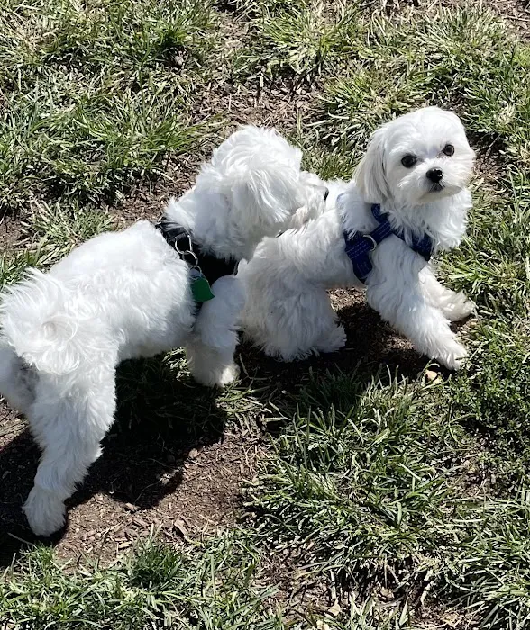 Thompson Park Dog Park 7