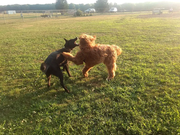 Thompson Park Dog Park 4