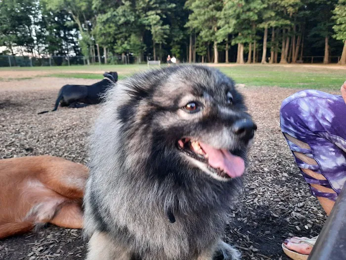 Thompson Park Dog Park 9