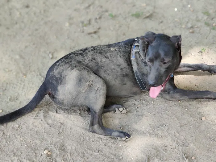Thompson Park Dog Park 3