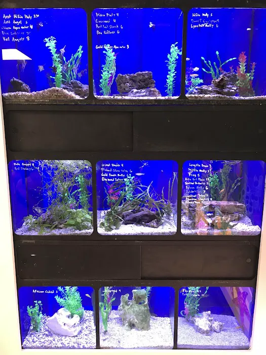 Aquarium Customs, INC. 3