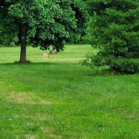 Thompson Grove Park ico