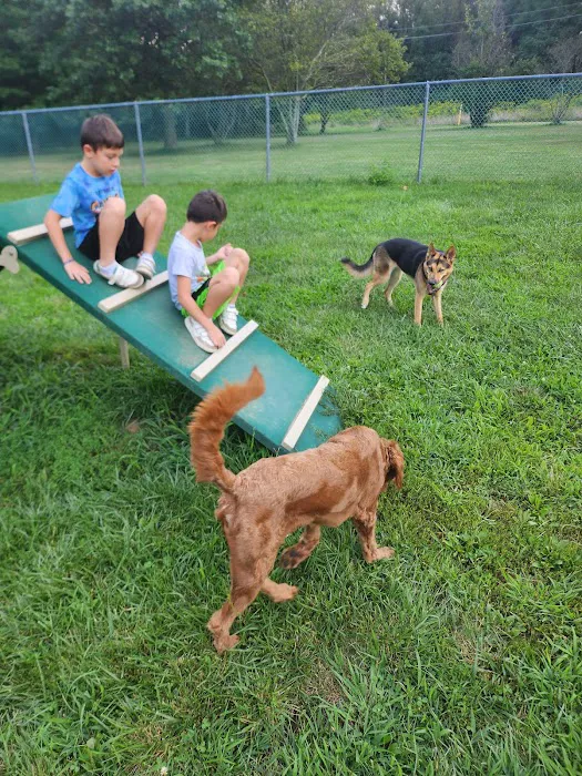 Dog Park 7