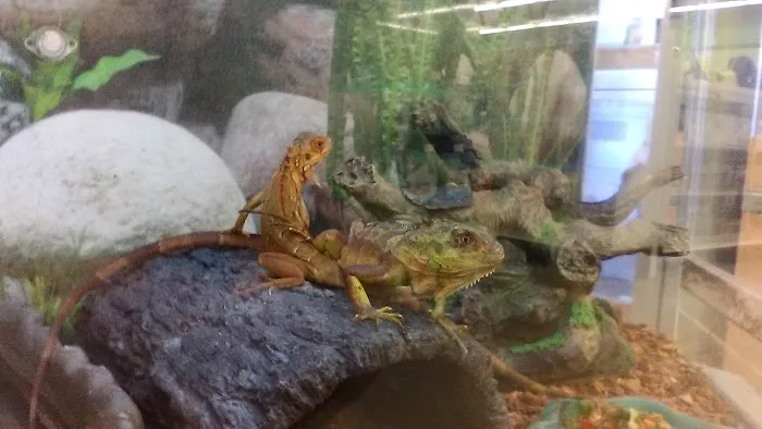 Petco 9