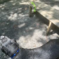 Rocky Top Dog Park (Membership req.) ico