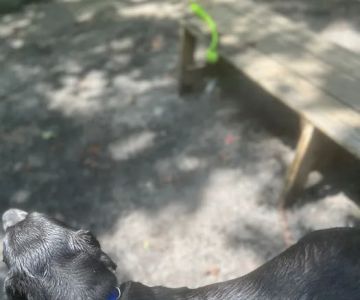 Rocky Top Dog Park (Membership req.)
