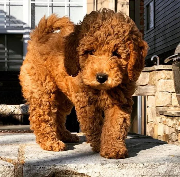 Goldendoodle Dandies 4