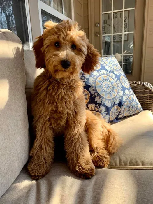 Goldendoodle Dandies 10