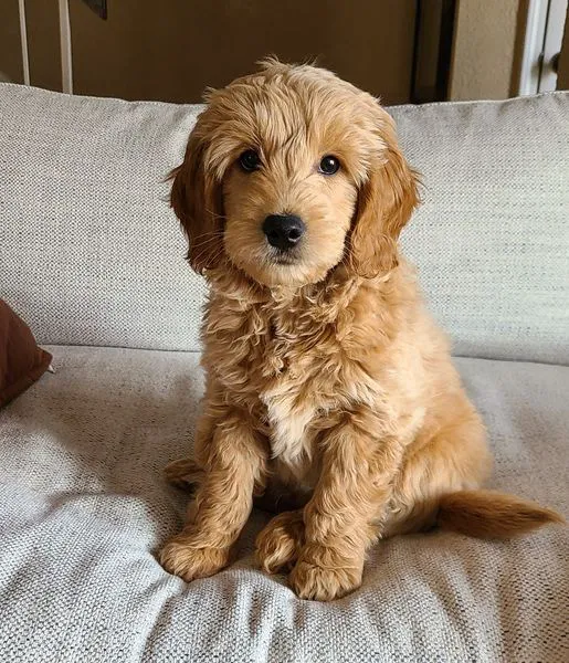 Goldendoodle Dandies 7