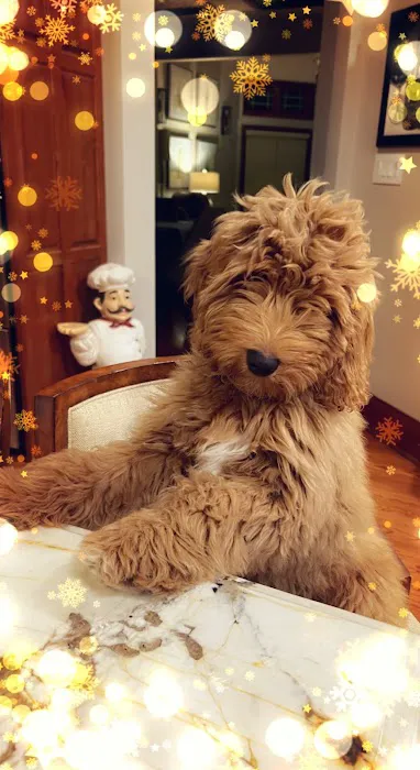 Goldendoodle Dandies 1