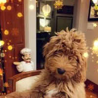 Goldendoodle Dandies ico