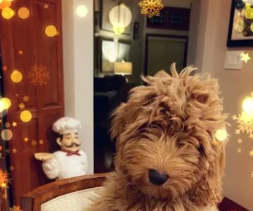 Goldendoodle Dandies