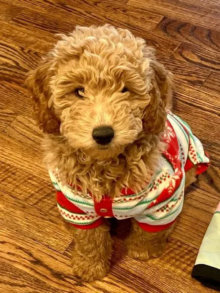 Goldendoodle Dandies 6