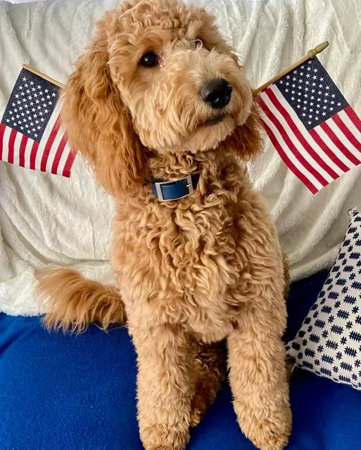 Goldendoodle Dandies 2