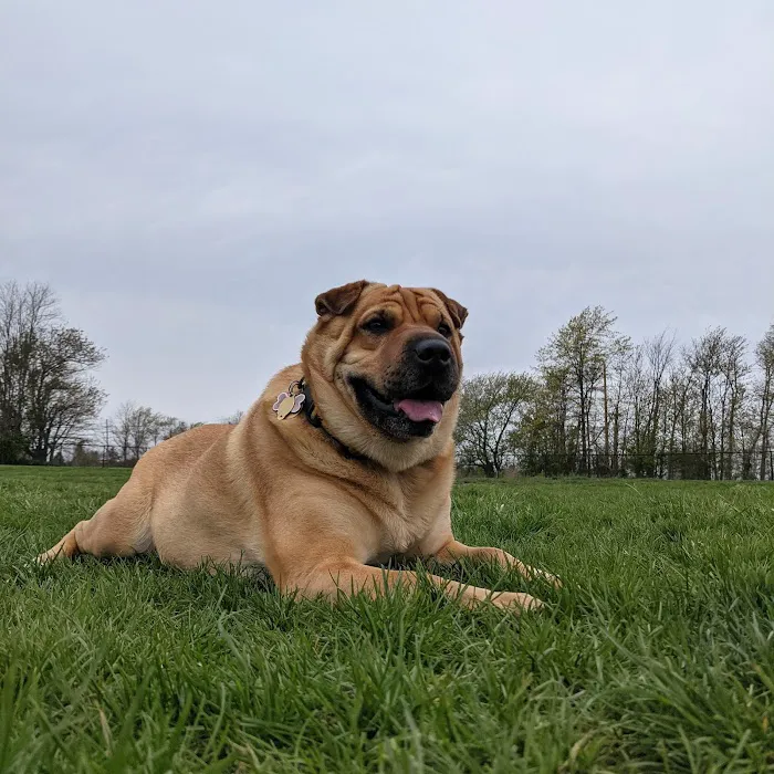 Wolf Hill Off-Leash Dog Park 10