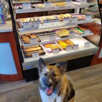 Three Dog Bakery ico