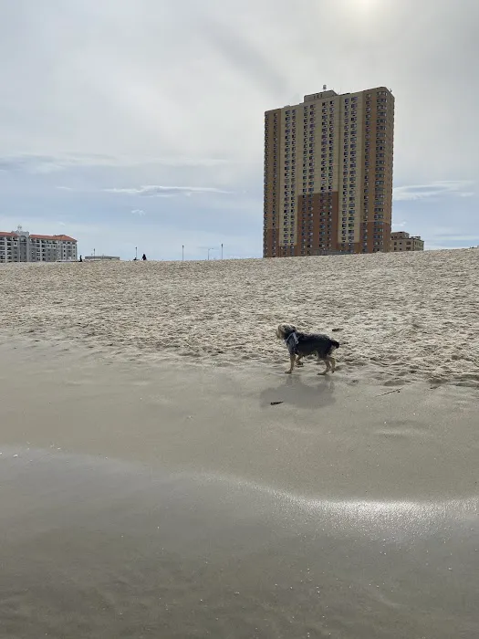 Asbury Park Dog Beach 4