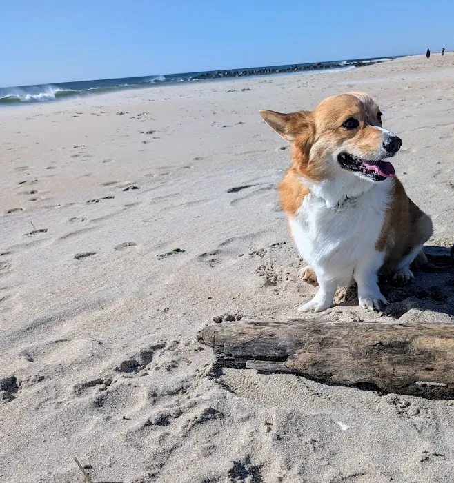 Asbury Park Dog Beach 6