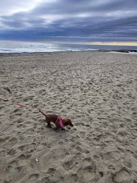 Asbury Park Dog Beach 2