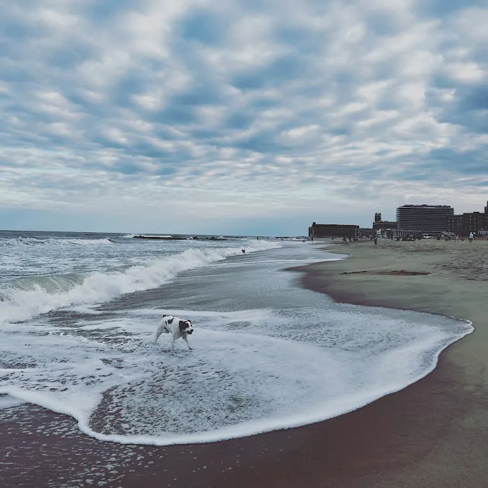 Asbury Park Dog Beach 7