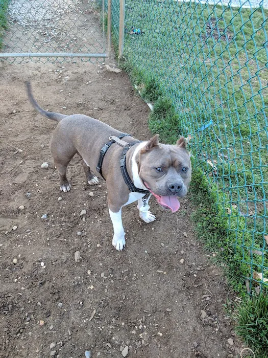 Wall Township Off Leash Dog Park 1