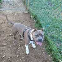 Wall Township Off Leash Dog Park ico