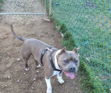 Wall Township Off Leash Dog Park