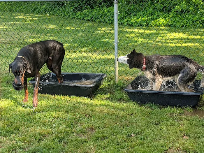 Wall Township Off Leash Dog Park 10