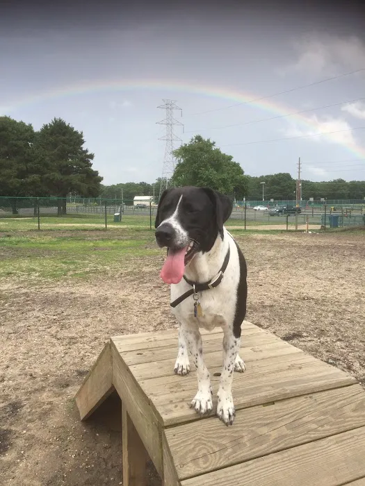 Jackson Dog Park 6